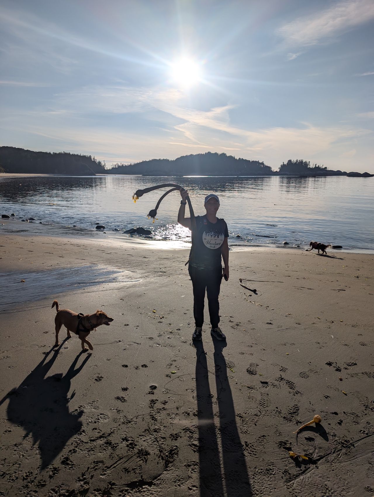 Rachel holding up a long strand of bull kelp on the beach at Pruth Bay with Maui and the dogs nearby at sunset