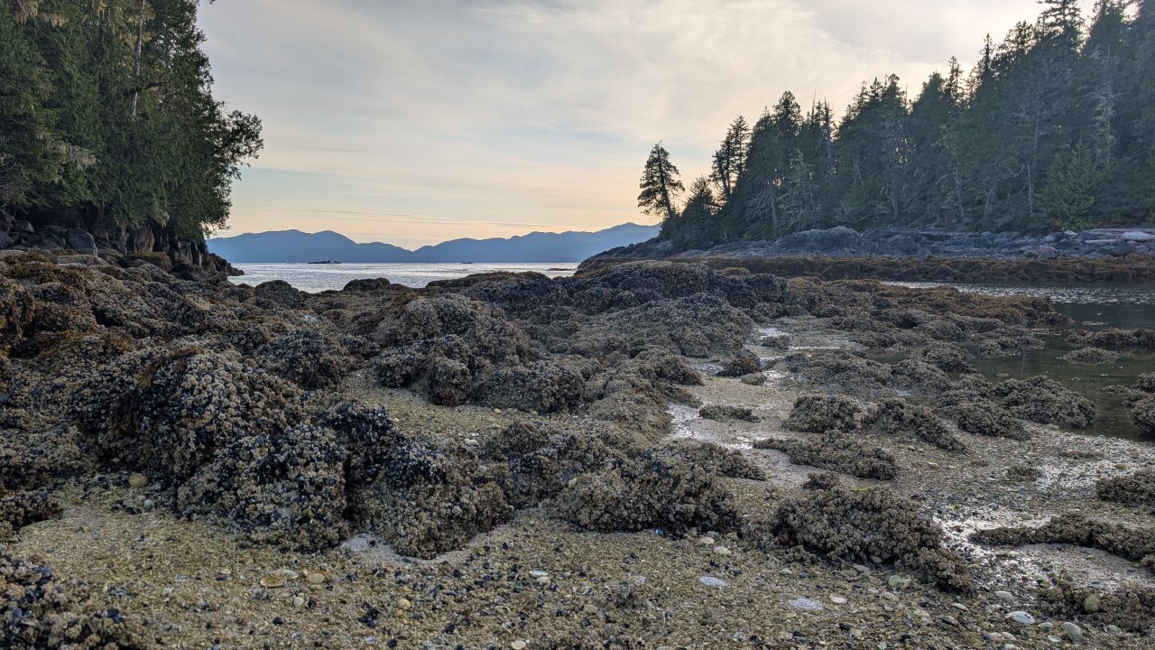 Rocky tide pools and seaweed-covered shoreline at Fury Cove with mountains and trees in the background