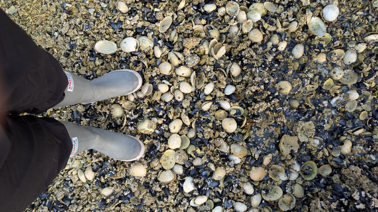 Standing in rubber boots on the shell-covered beach at Fury Cove, covered in clam and mussel shells