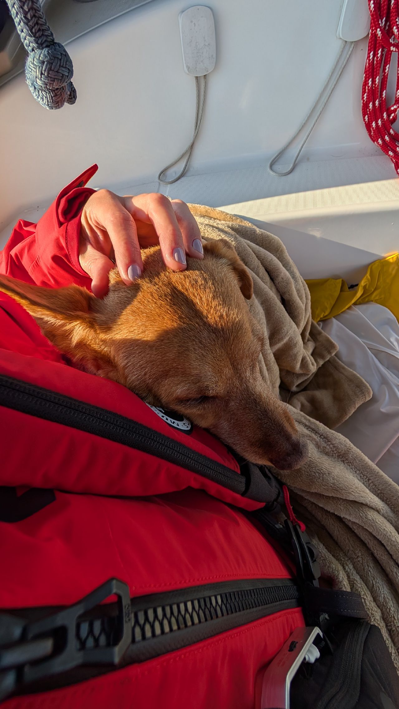 Maui sleeping peacefully on Rachel’s lap in the cockpit during the Cape Caution crossing