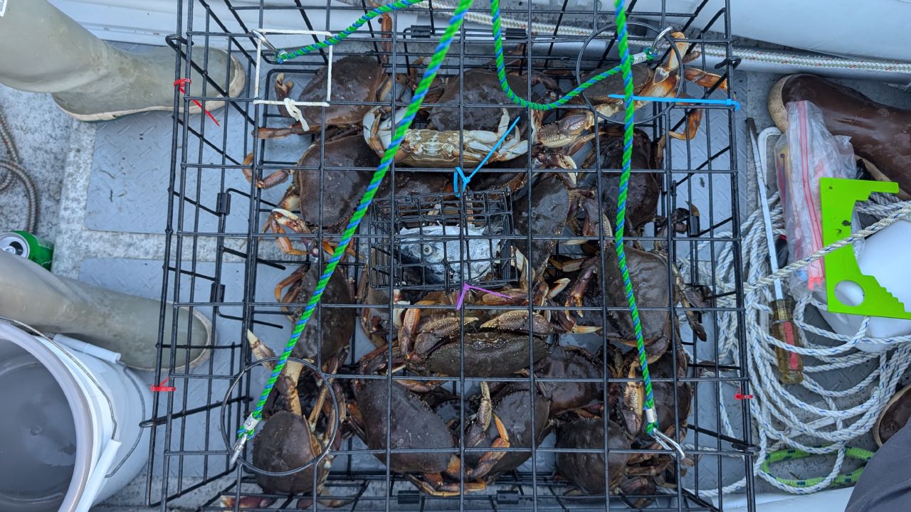 A crab pot overflowing with 25 crabs hauled up in a single pull at Berry Cove