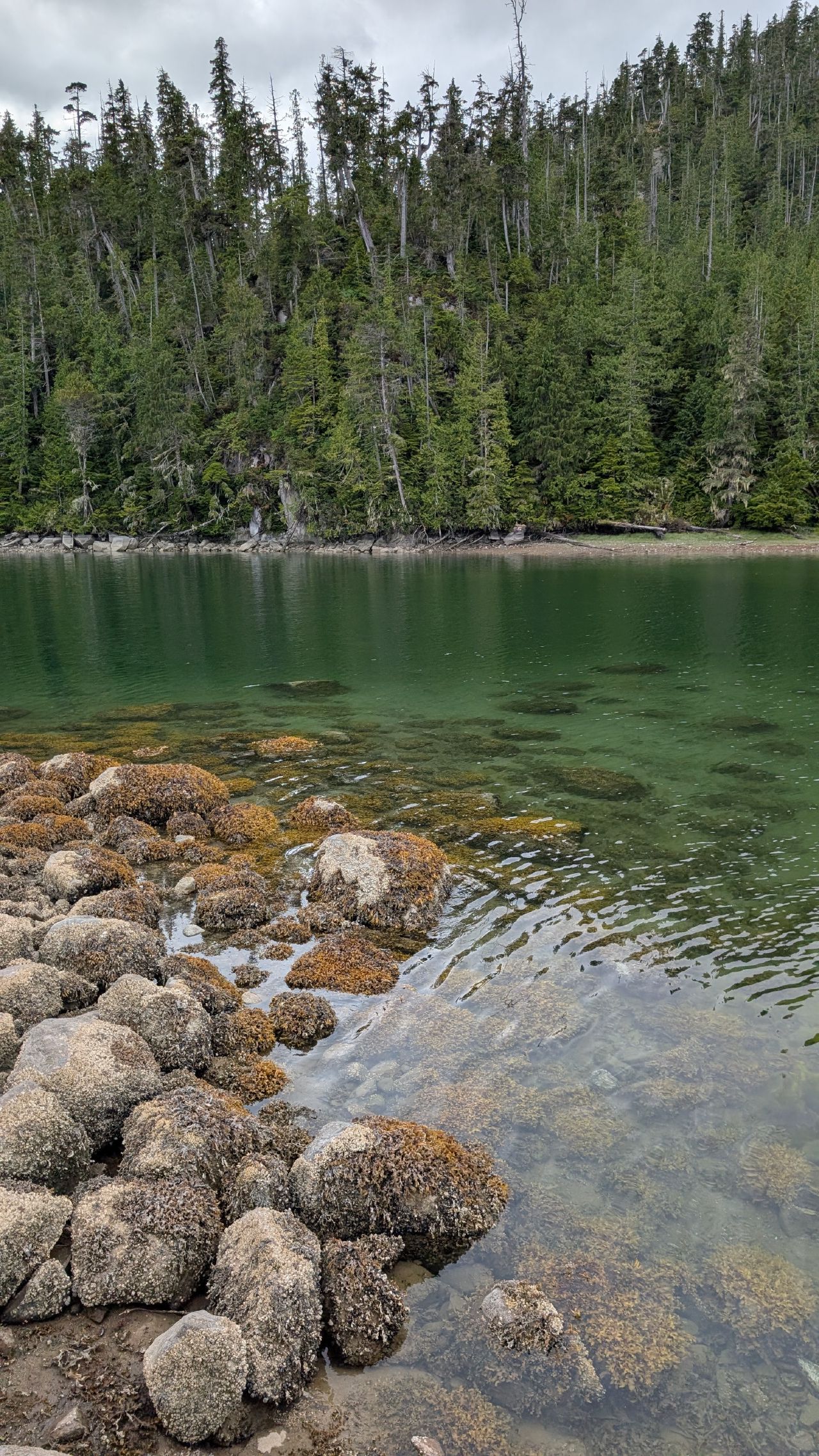 Crystal clear green water over rocks at the shoreline of Berry Cove with dense forest behind