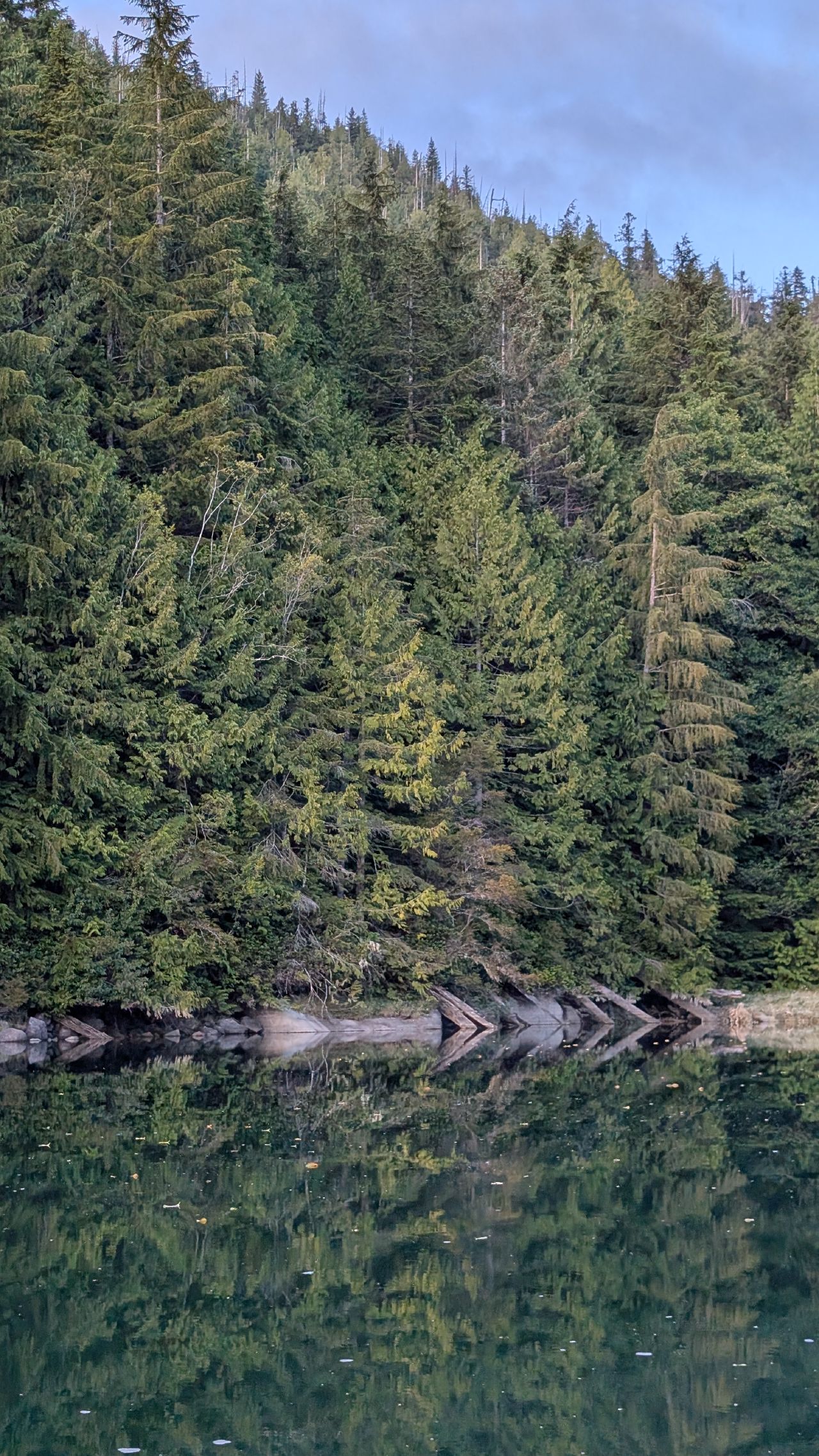 Dense evergreen forest perfectly reflected in the calm green water of Berry Cove