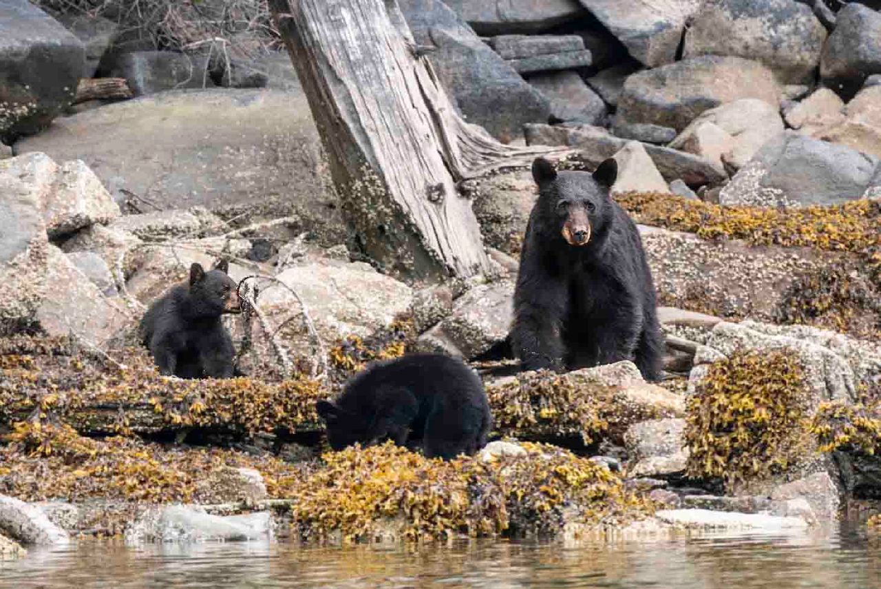 Close-up of a mama black bear and two cubs on the seaweed-covered rocks at Berry Cove