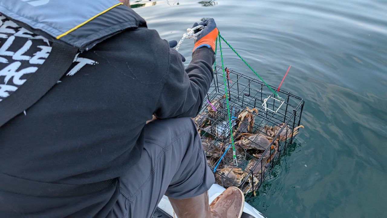 Pulling up a crab pot packed full of crabs from the water at Berry Cove