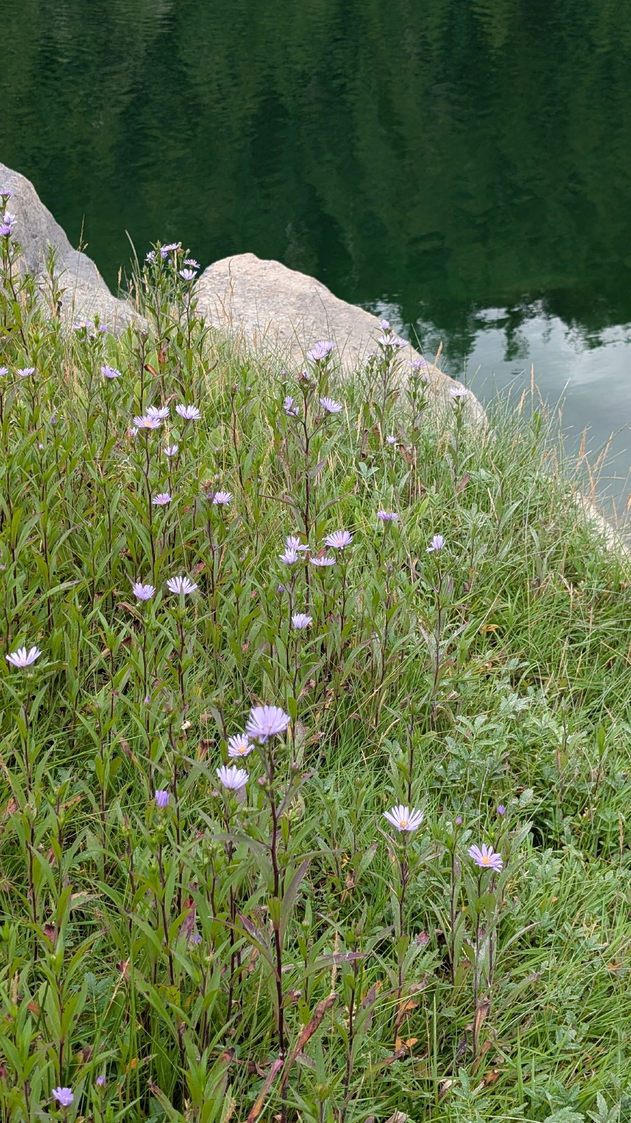 Purple wildflowers growing along the waterside at Berry Cove