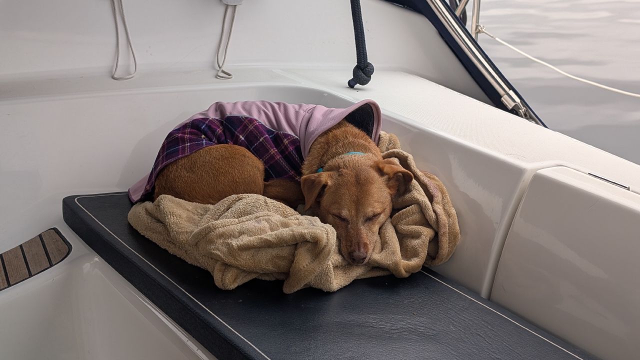 Maui curled up sleeping in blankets on the cockpit seat during the passage