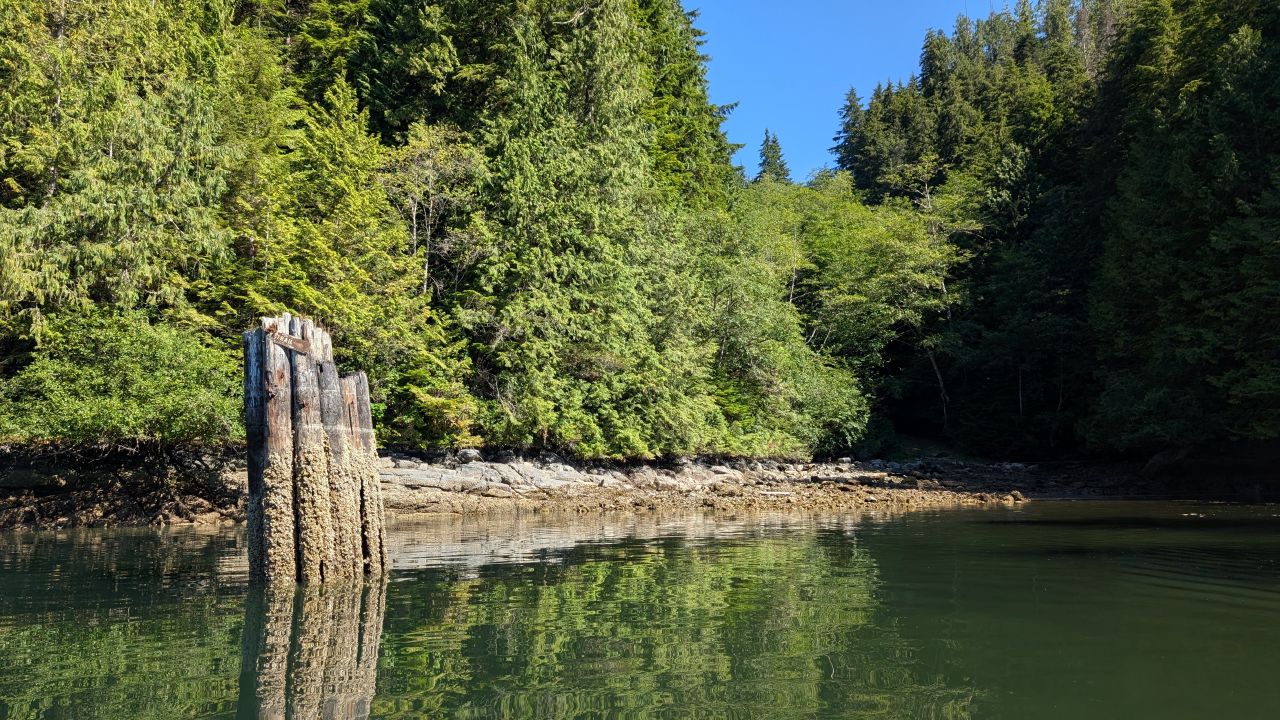 Old wooden piling and lush green shoreline at Turnbull Cove on a sunny afternoon