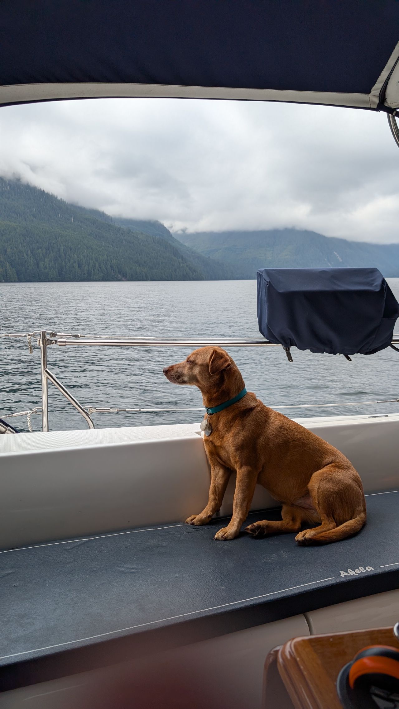 Maui sitting in the cockpit gazing out at the misty mountains and calm water