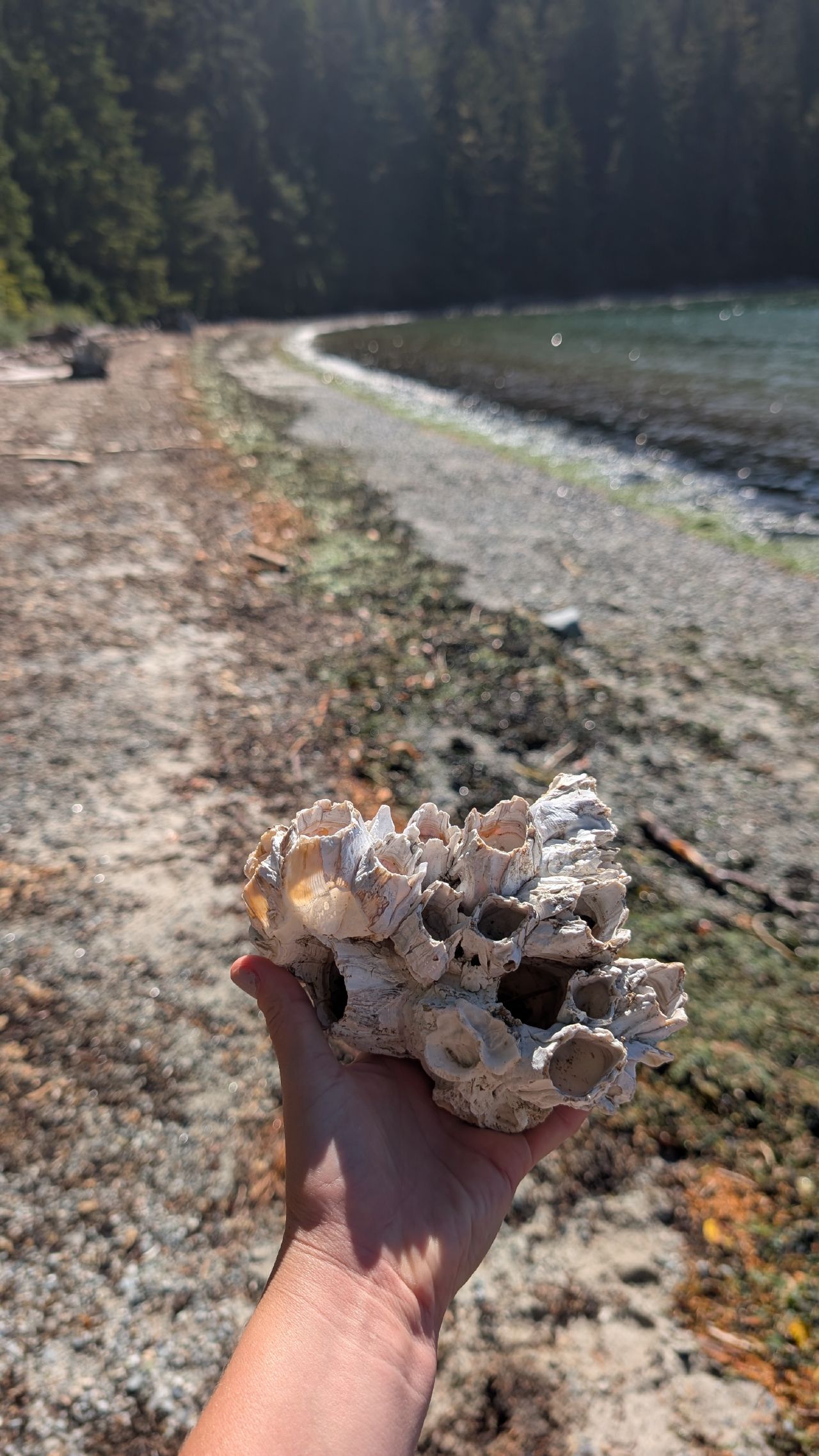 Holding a massive barnacle cluster found on the beach at Forward Harbour