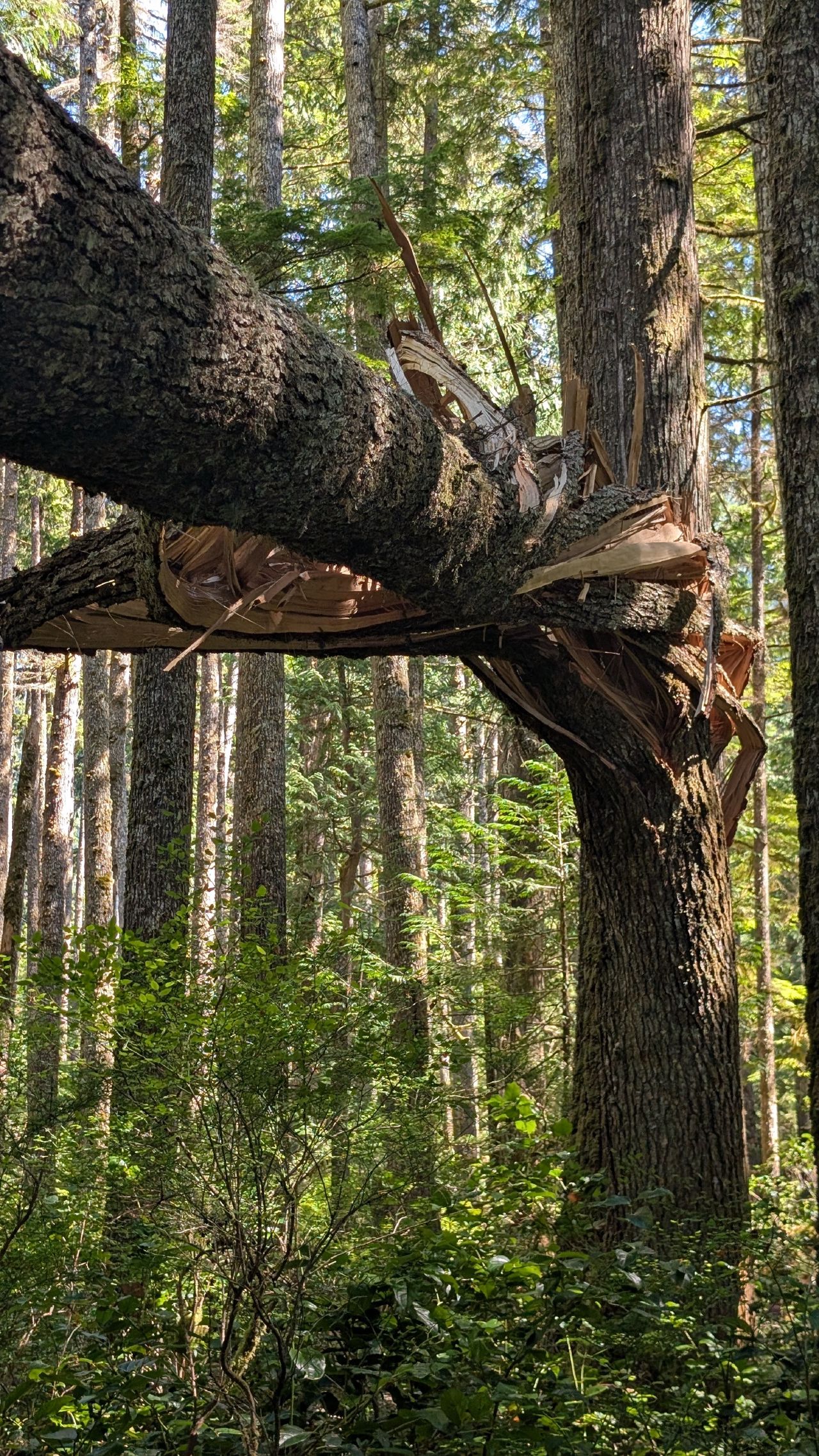 A large tree snapped in half along the hiking trail through the forest at Forward Harbour