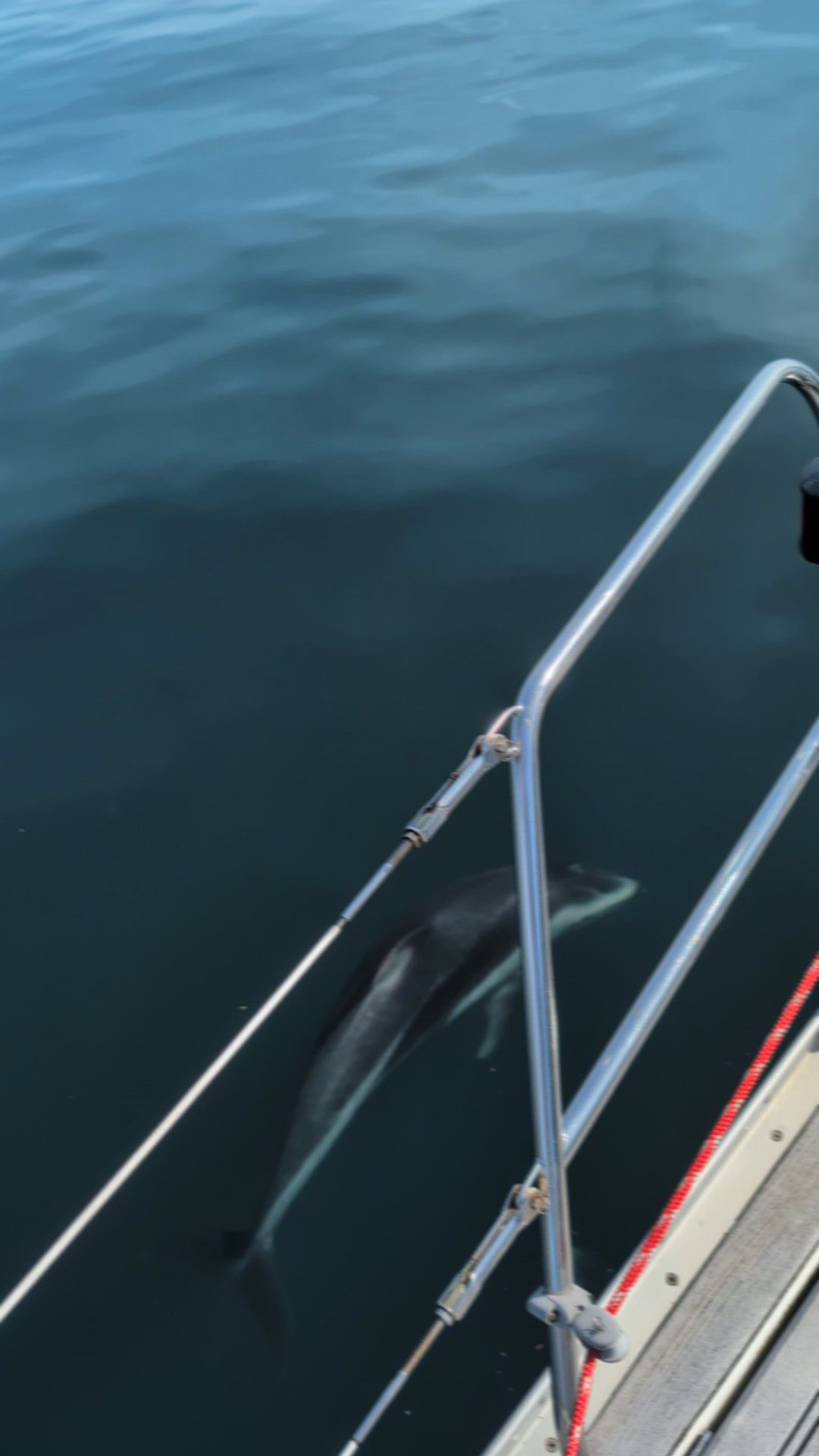 A Dall’s porpoise diving just below the surface beside the bow of SV Yahara, visible through the bow rail