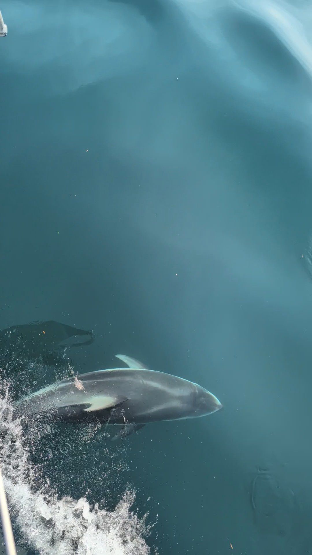 Close-up aerial view of a Dall’s porpoise riding the bow wave of the sailboat in clear turquoise water