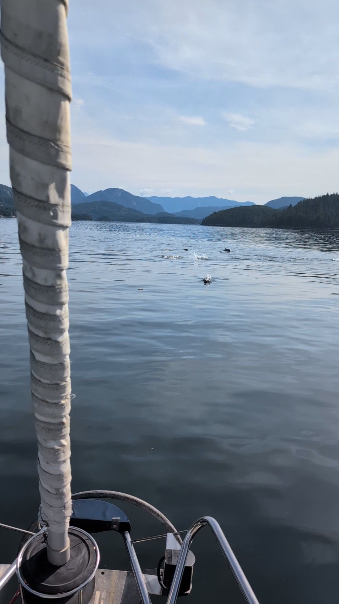Dall’s porpoises surfacing in the water ahead of the sailboat bow with mountains in the background