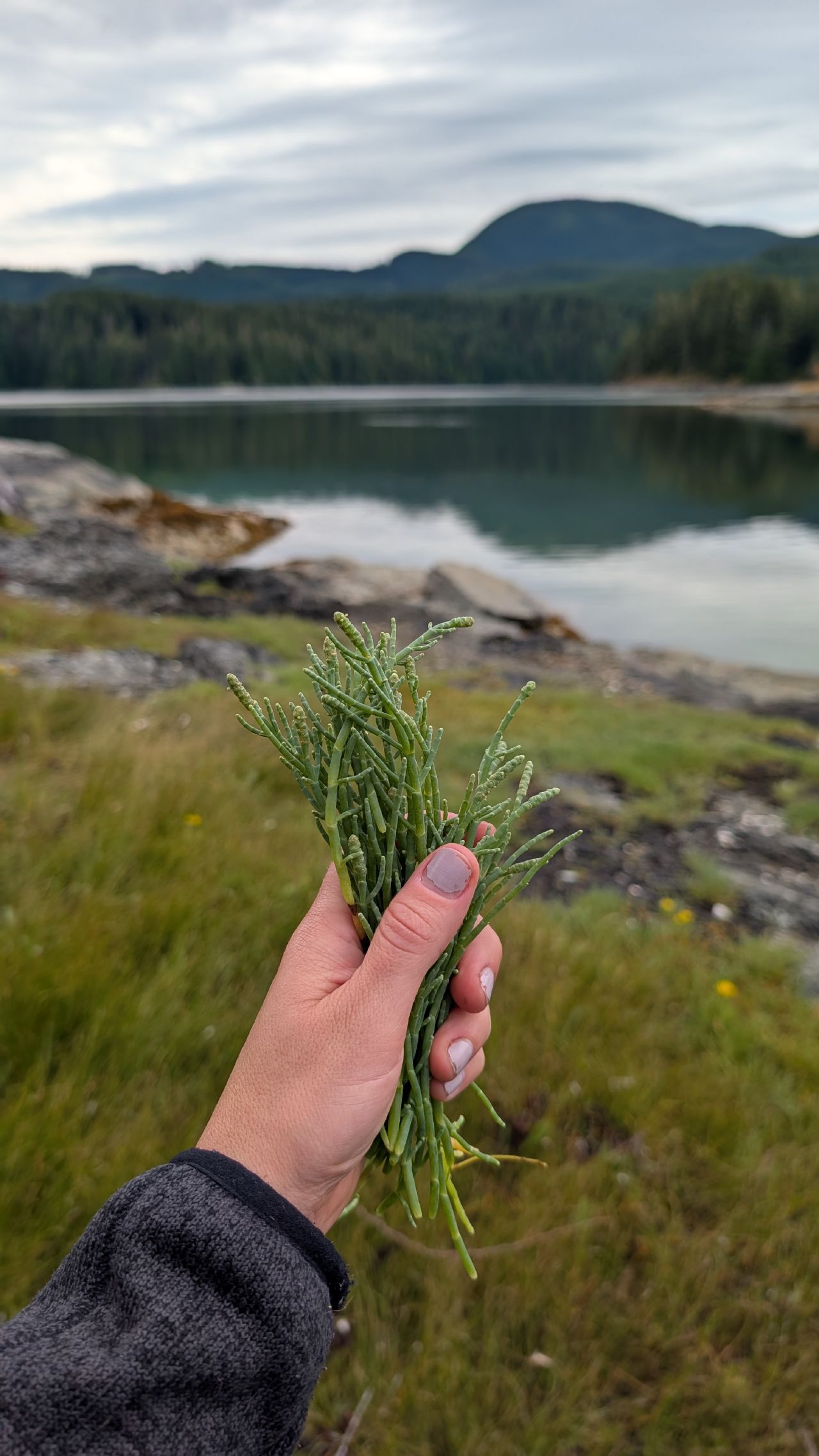 Hand holding a bunch of freshly foraged sea asparagus with the calm bay and mountains in the background