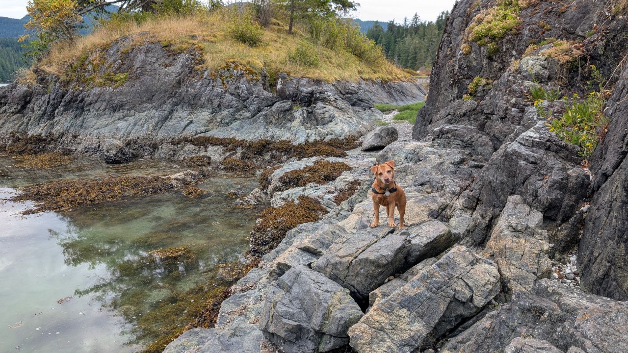Maui the dog standing on rocky shoreline at Hanfeld Bay with tide pools and grassy hillside behind