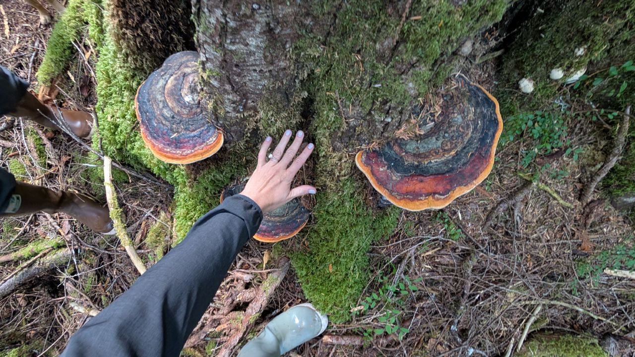 Two colorful reishi mushrooms growing at the base of a moss-covered tree with a hand for scale