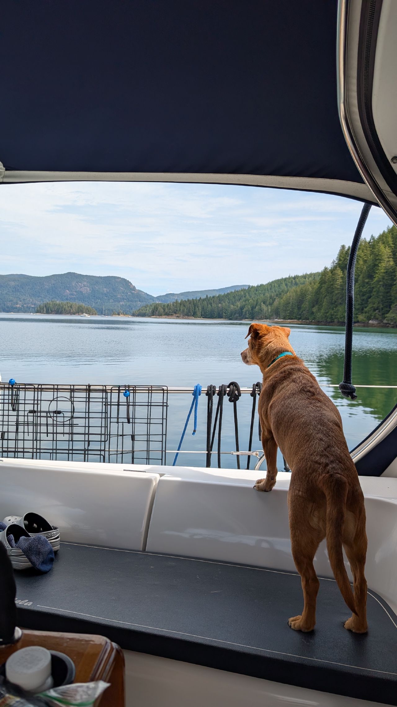 Maui the dog standing on the cockpit seat looking out at the calm water and islands at Octopus Islands