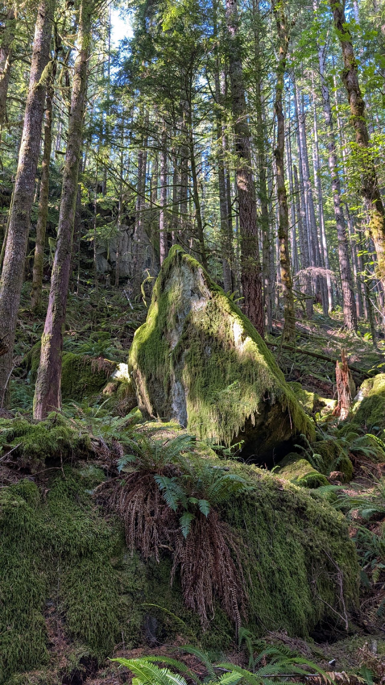 Massive moss-covered stump in the old-growth forest during a hike at Octopus Islands