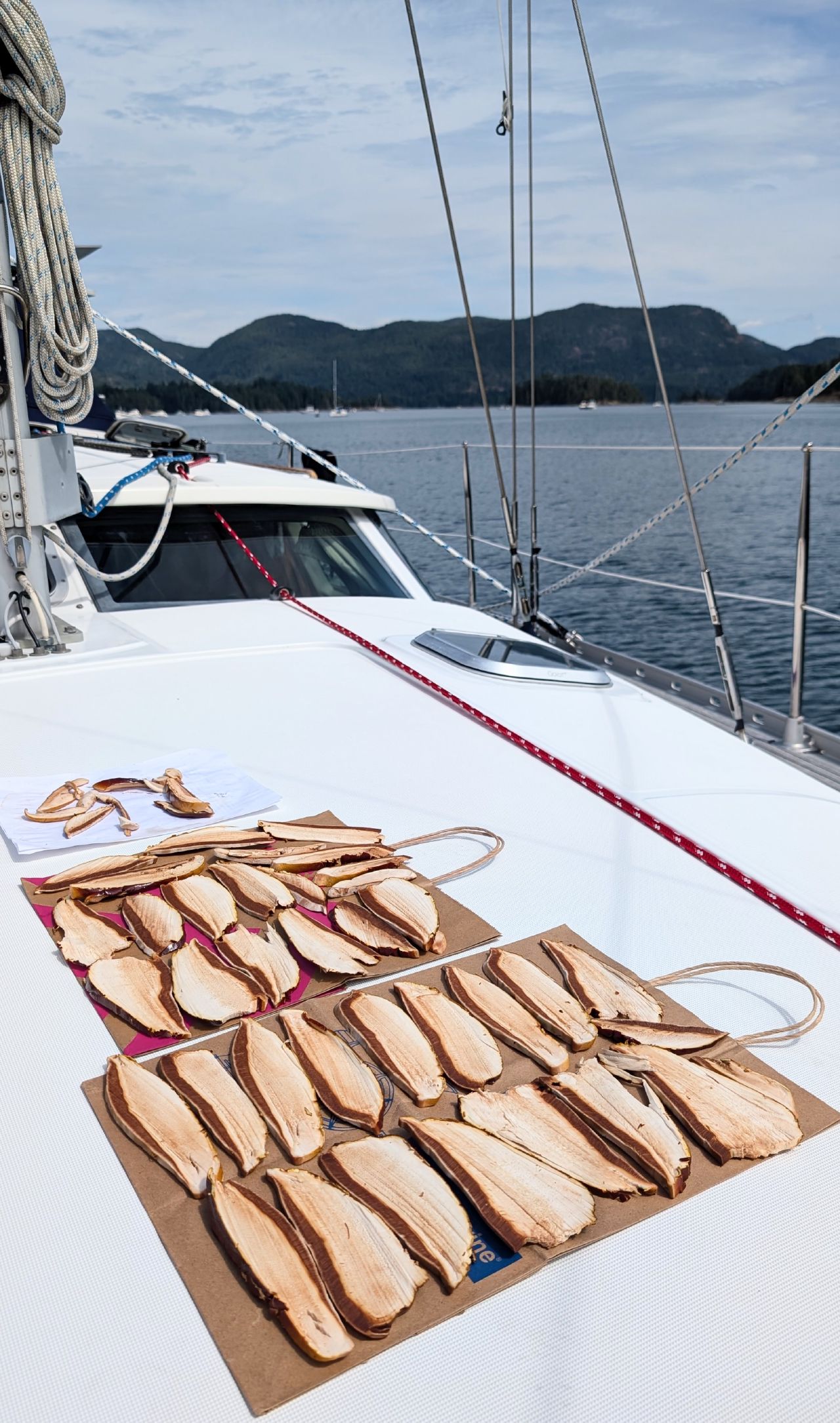 Sliced reishi mushroom laid out to dry on the foredeck of SV Yahara with mountains in the background