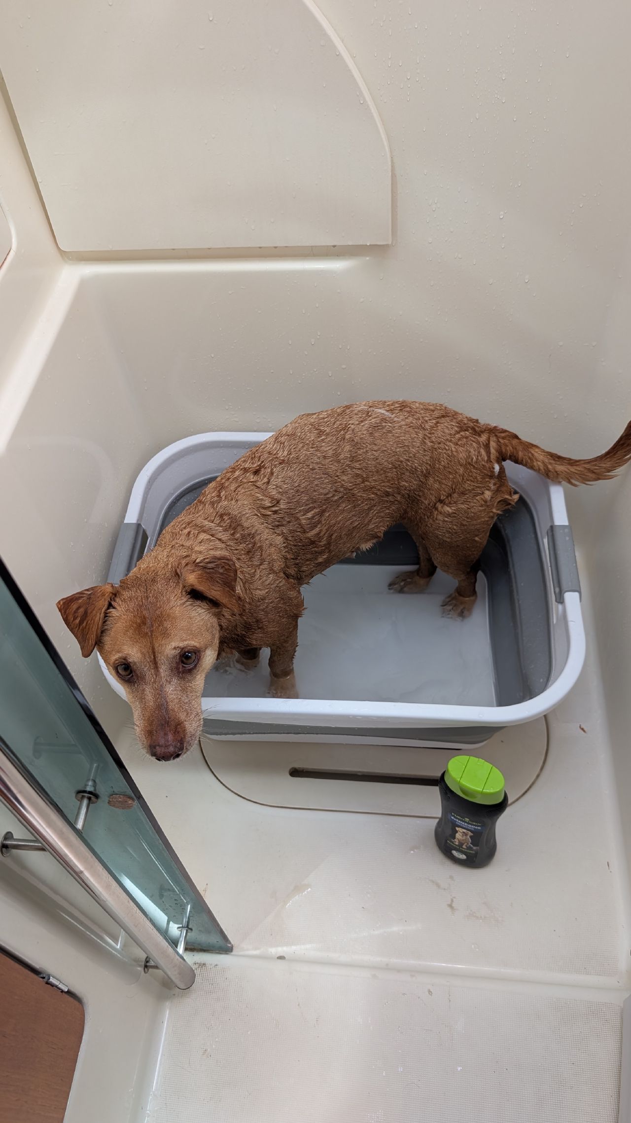 Maui getting a bath in a collapsible tub inside the boat shower for spa day