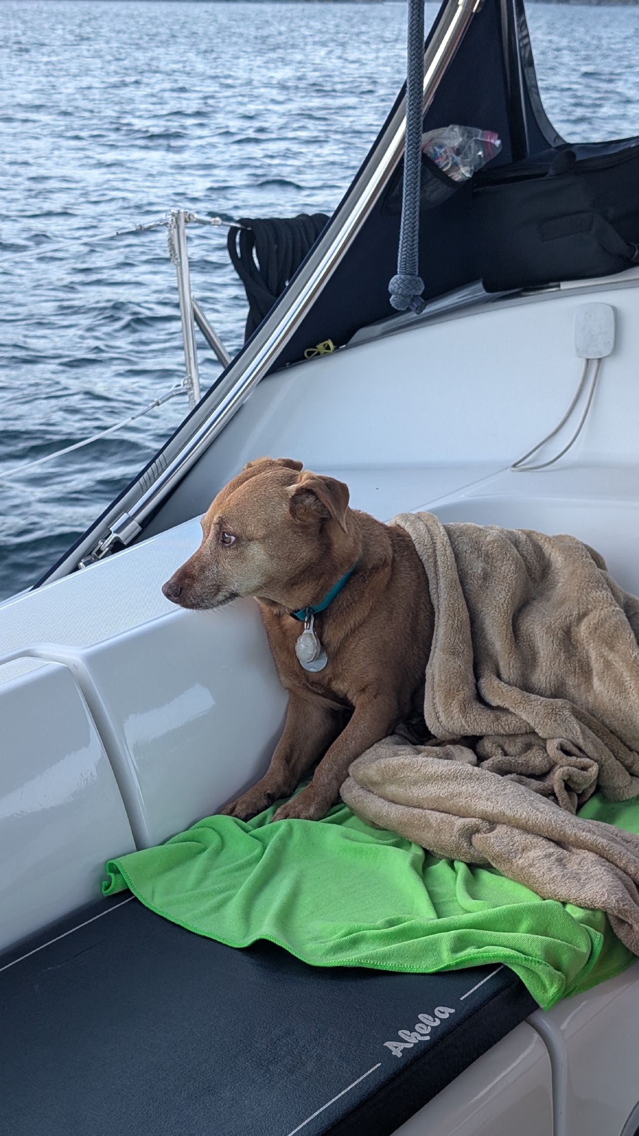 Maui the dog looking grumpy wrapped in blankets in the cockpit during the early 6 AM departure