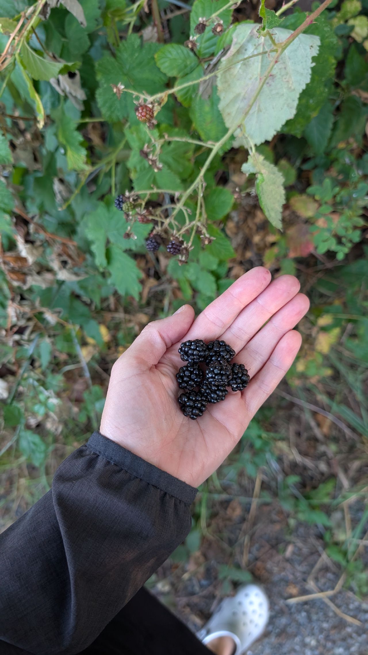 Handful of freshly foraged wild blackberries picked along a trail on Hornby Island