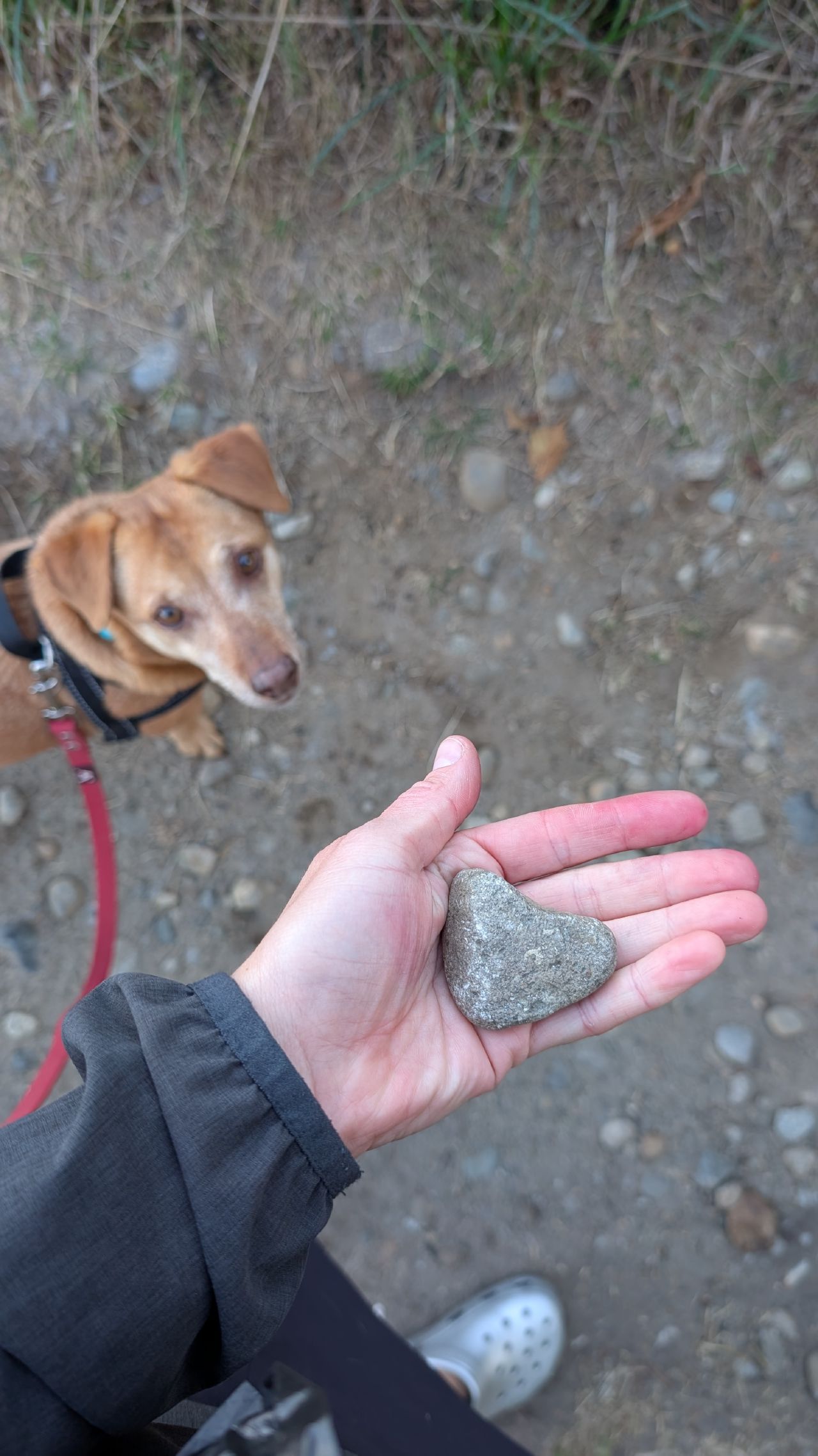 Hand holding a heart-shaped rock found on a walk while Maui looks up from below on Hornby Island