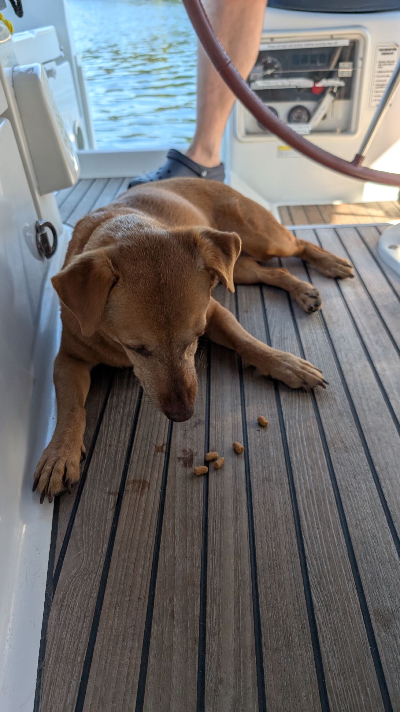 Maui the dog lying listlessly on the teak cockpit deck with uneaten kibble scattered around her