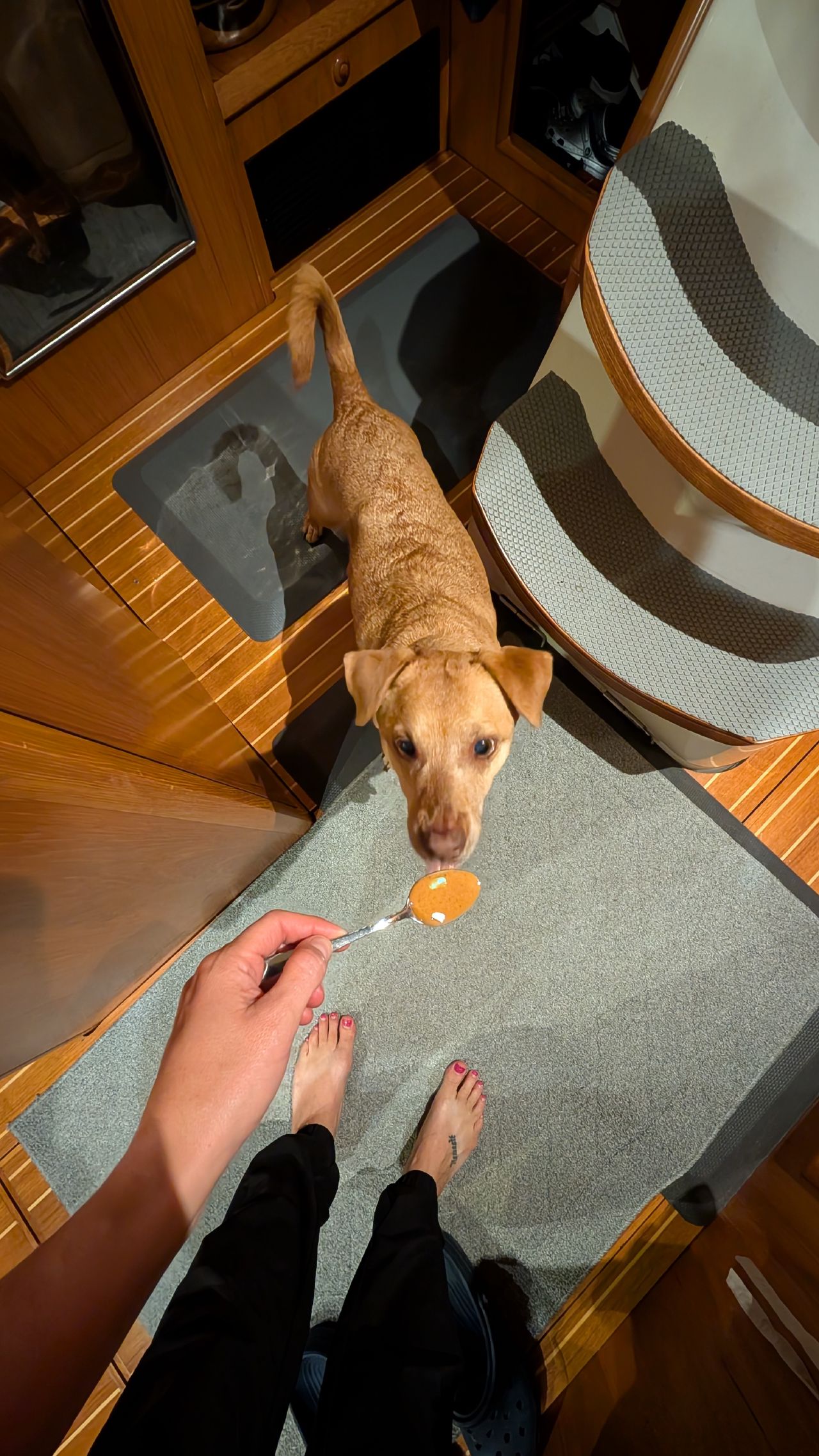 Maui the dog eagerly licking a spoon of peanut butter held out by Rachel below deck on the boat