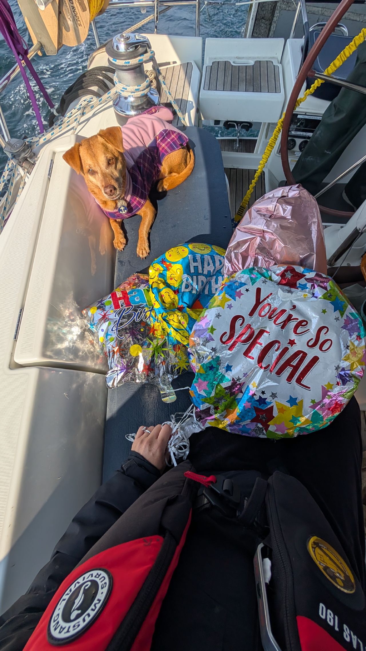 Maui in a plaid jacket lying in the cockpit next to Happy Birthday and You’re So Special balloons fished from the ocean