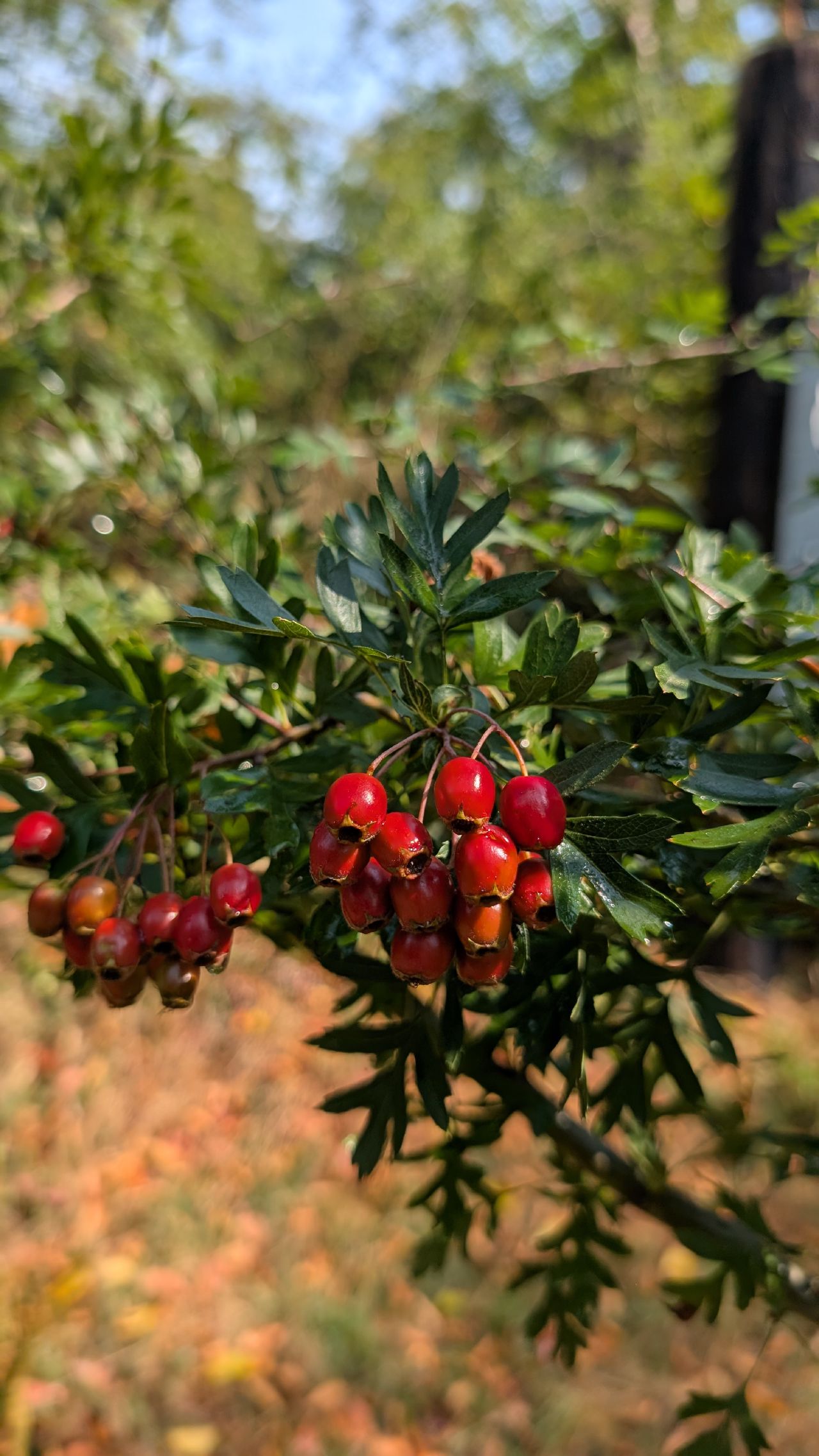 Cluster of bright red hawthorn berries hanging from a branch on Blake Island