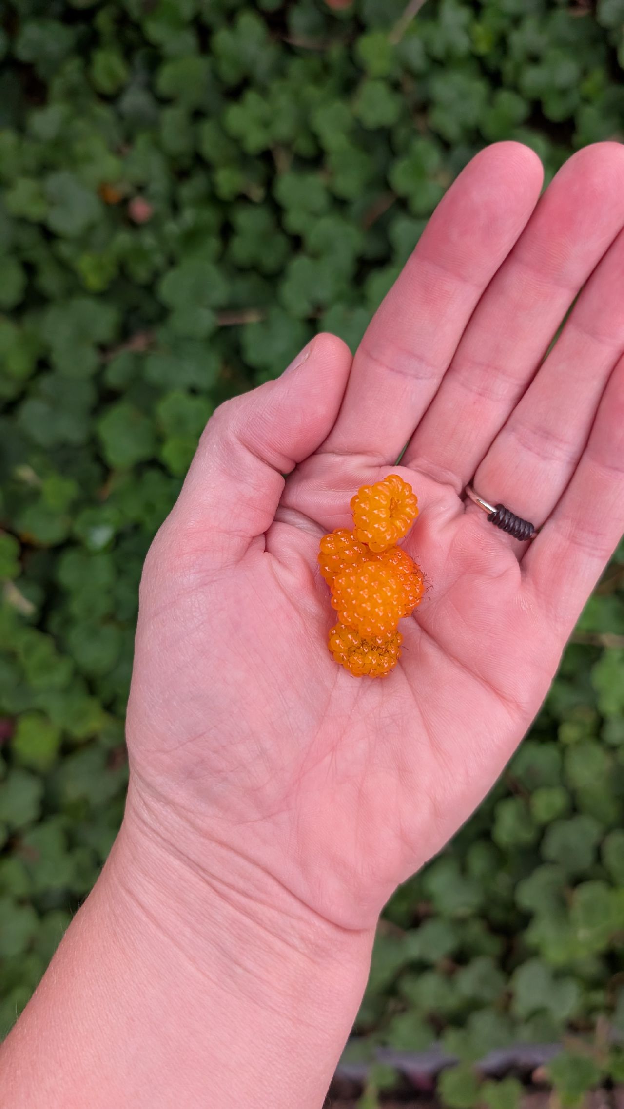 Two freshly picked golden-orange creeping raspberries held in an open palm