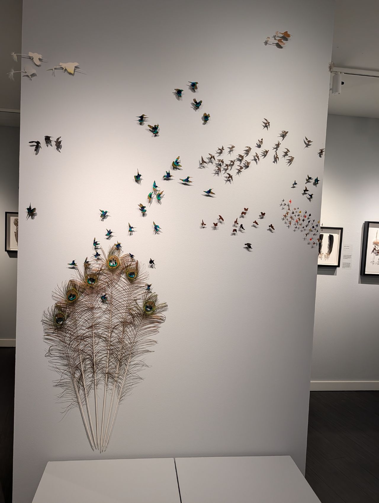 Cut-paper birds and peacock feathers art on a gallery wall