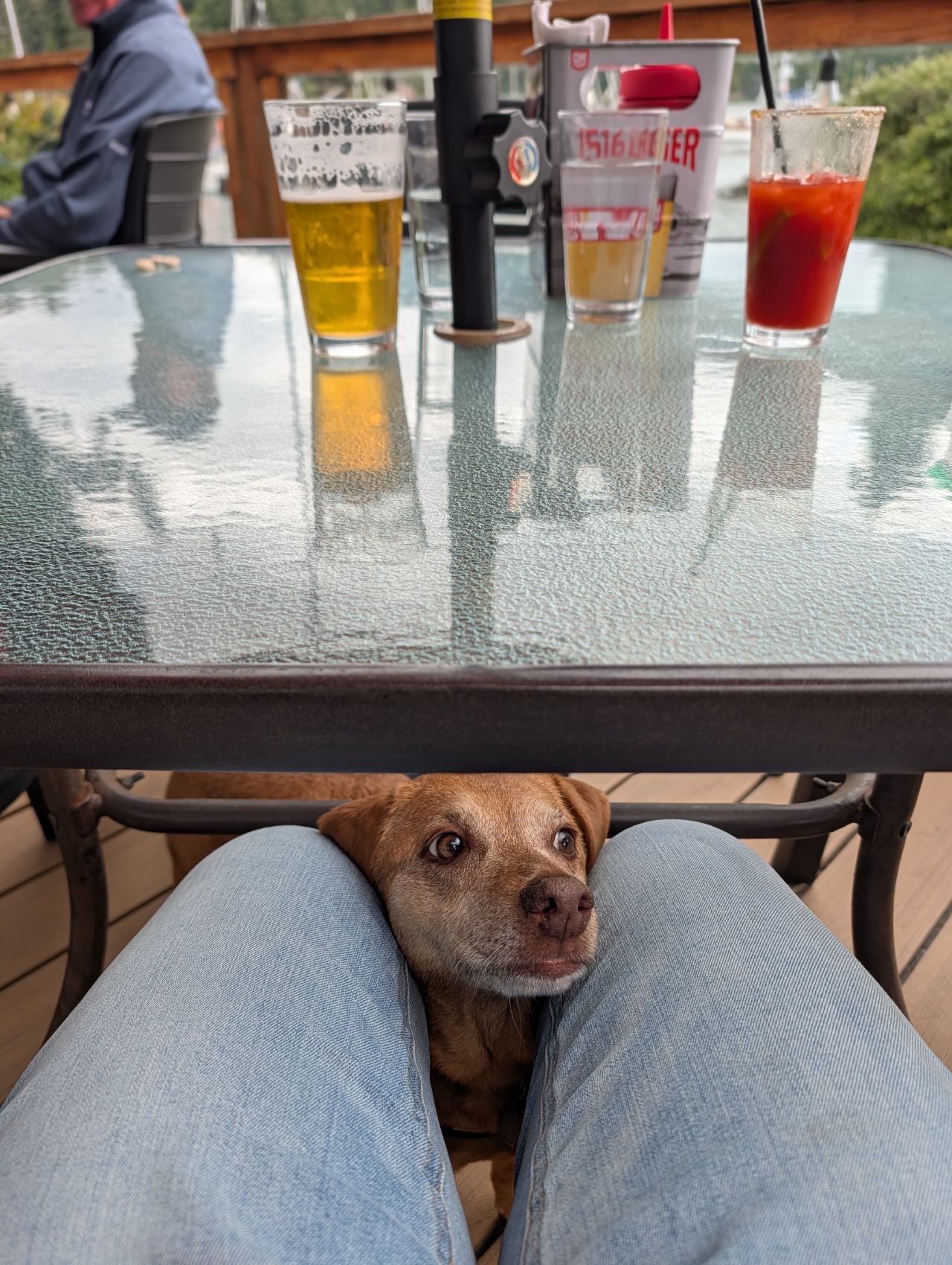 Maui the dog tucked under the patio table
