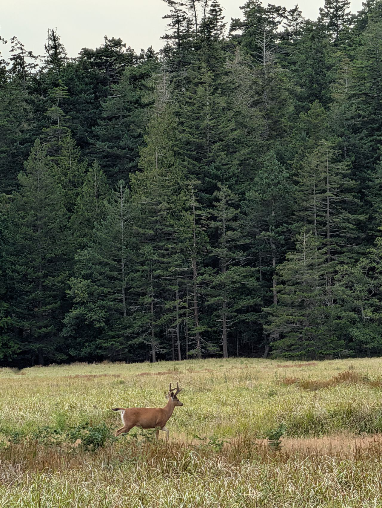 A deer crossing a meadow on Jedediah Island