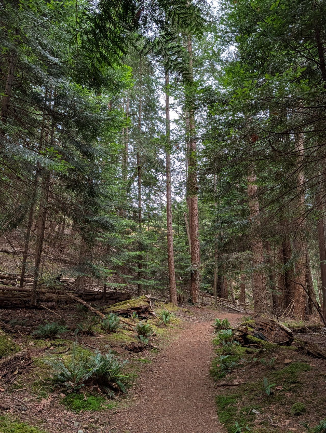 A winding path through tall evergreens