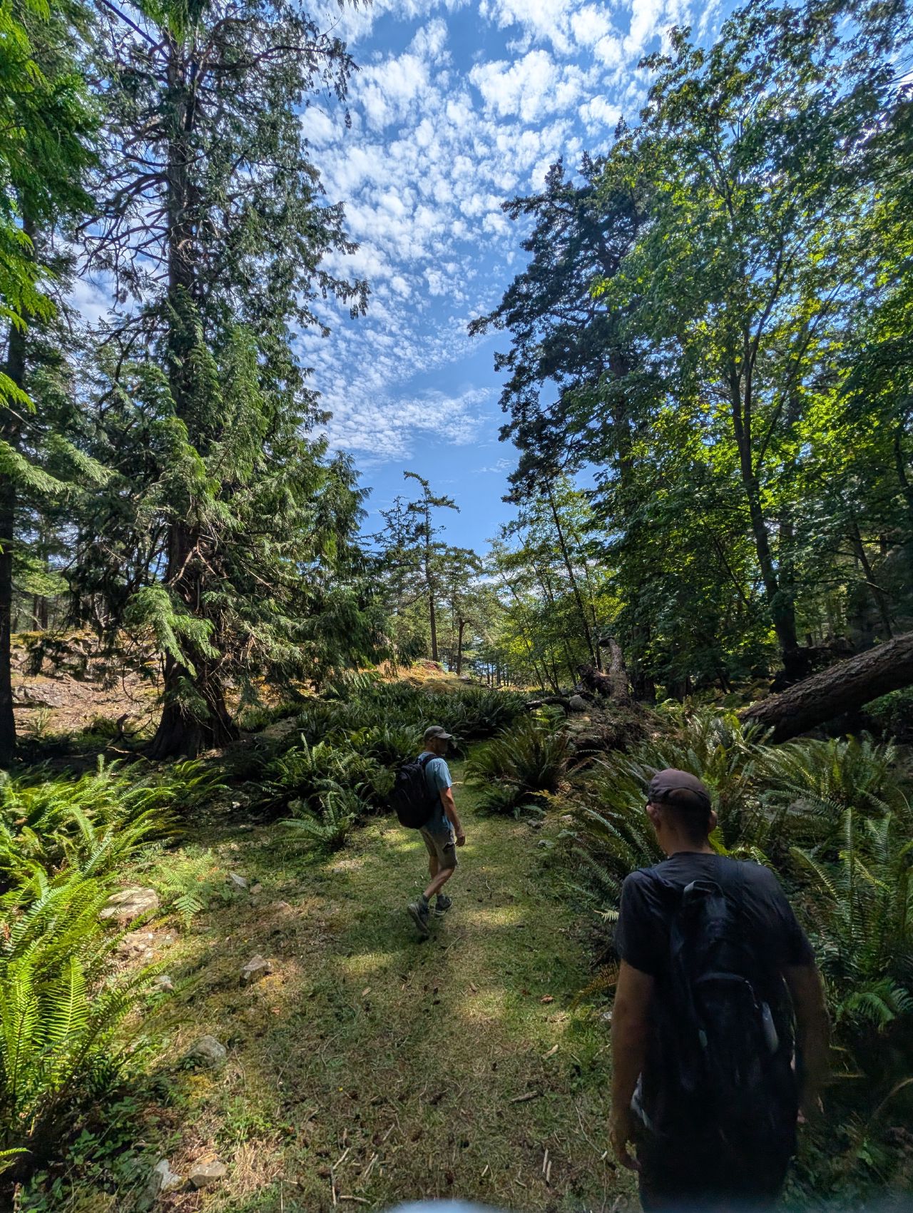 Hikers on a fern-lined forest trail through tall trees