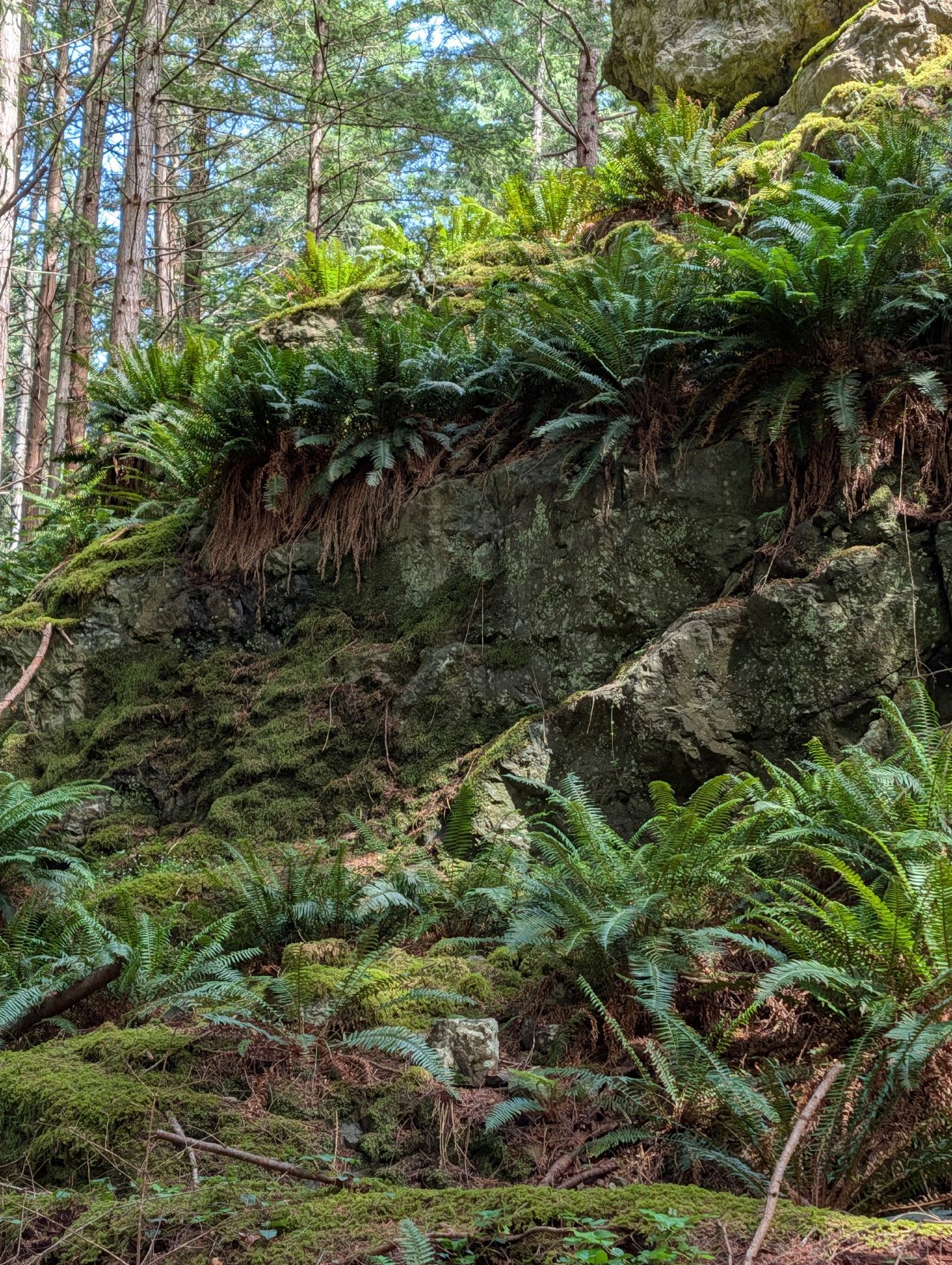 Sword ferns growing along a mossy rock bluff
