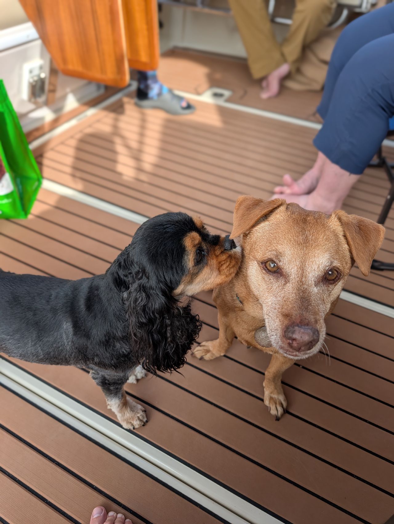 53% 57% Maui and a spaniel friend on the boat deck