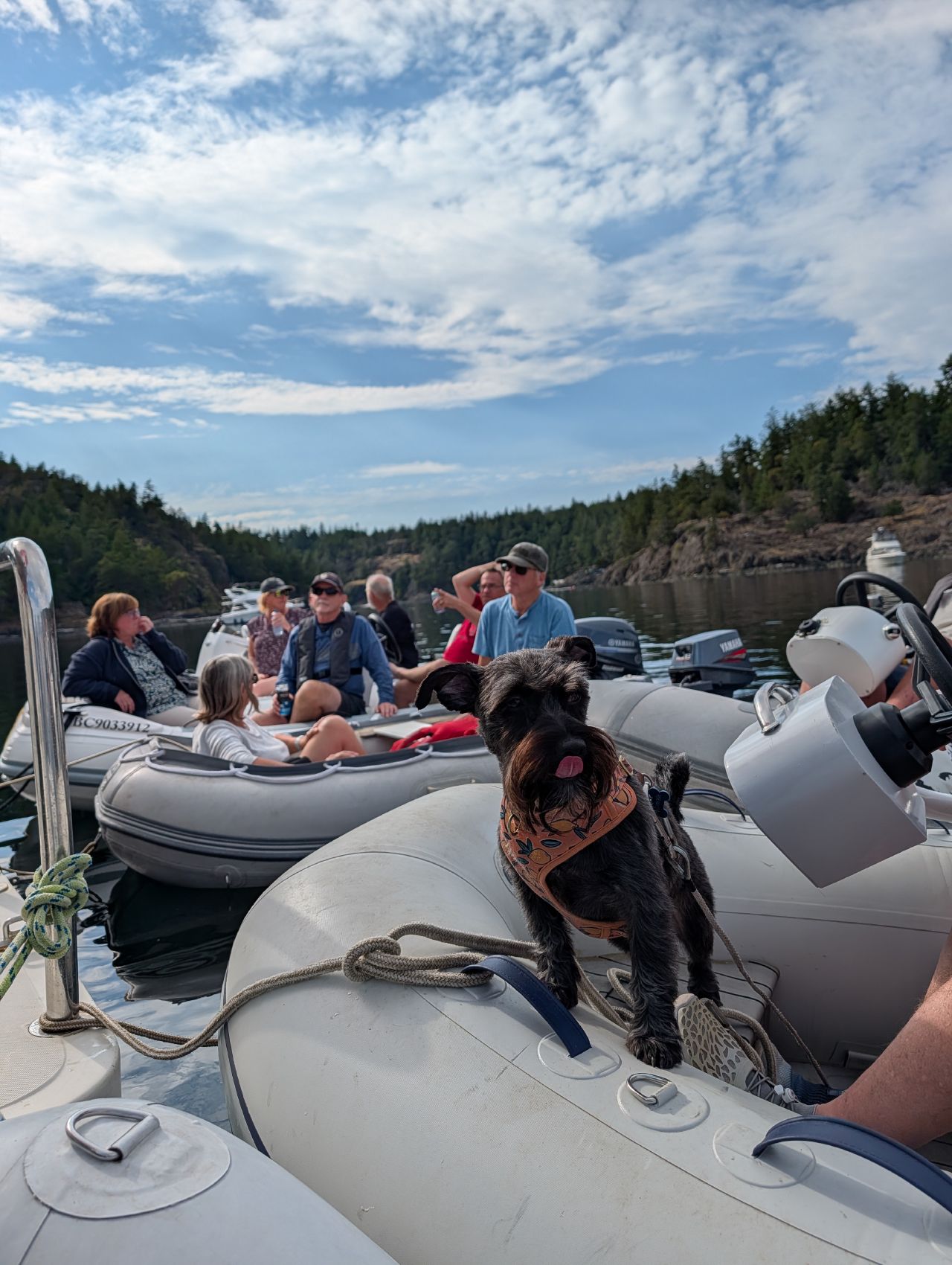 52% 60% Maui the dog on the dinghy bow during a raft-up with other cruisers