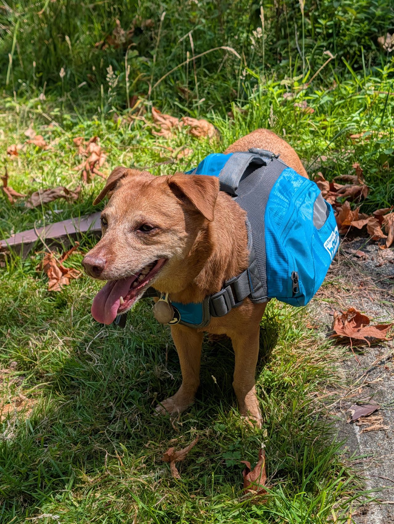 37% 48% Maui the dog wearing a blue life jacket ashore