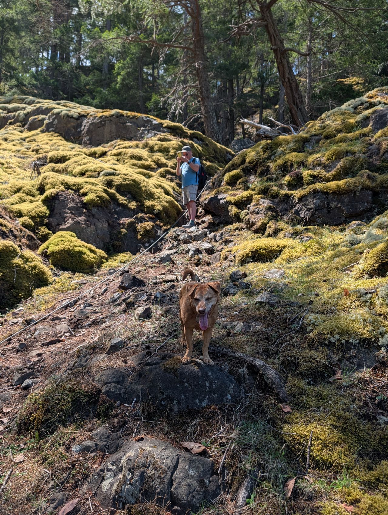 Maui on a moss-covered rocky trail with a hiker behind