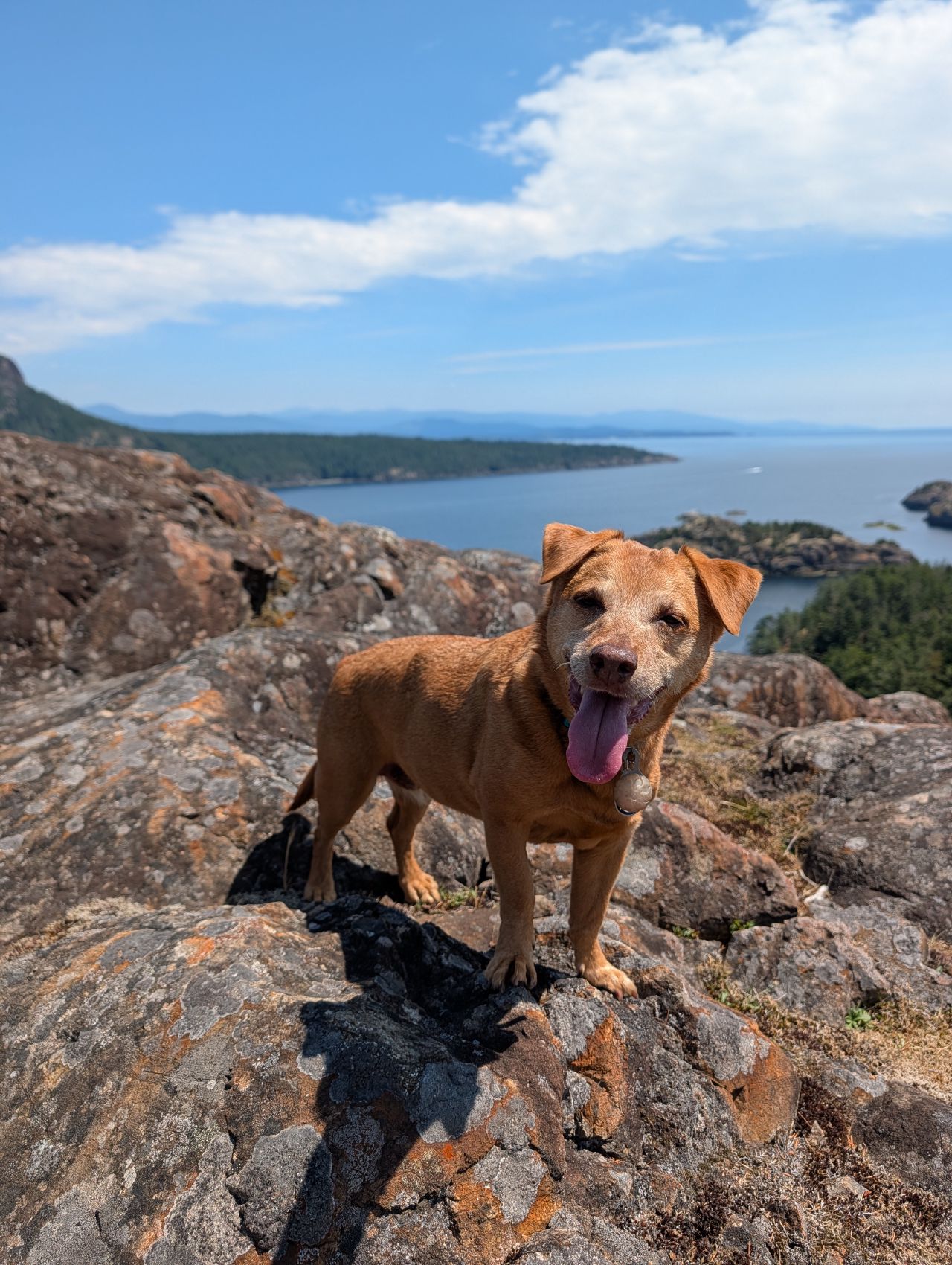 55% 67% Maui the dog standing on a rocky summit, islands behind