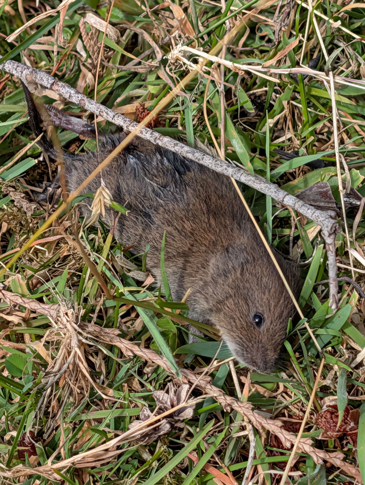 49% 53% A small vole in the meadow grass