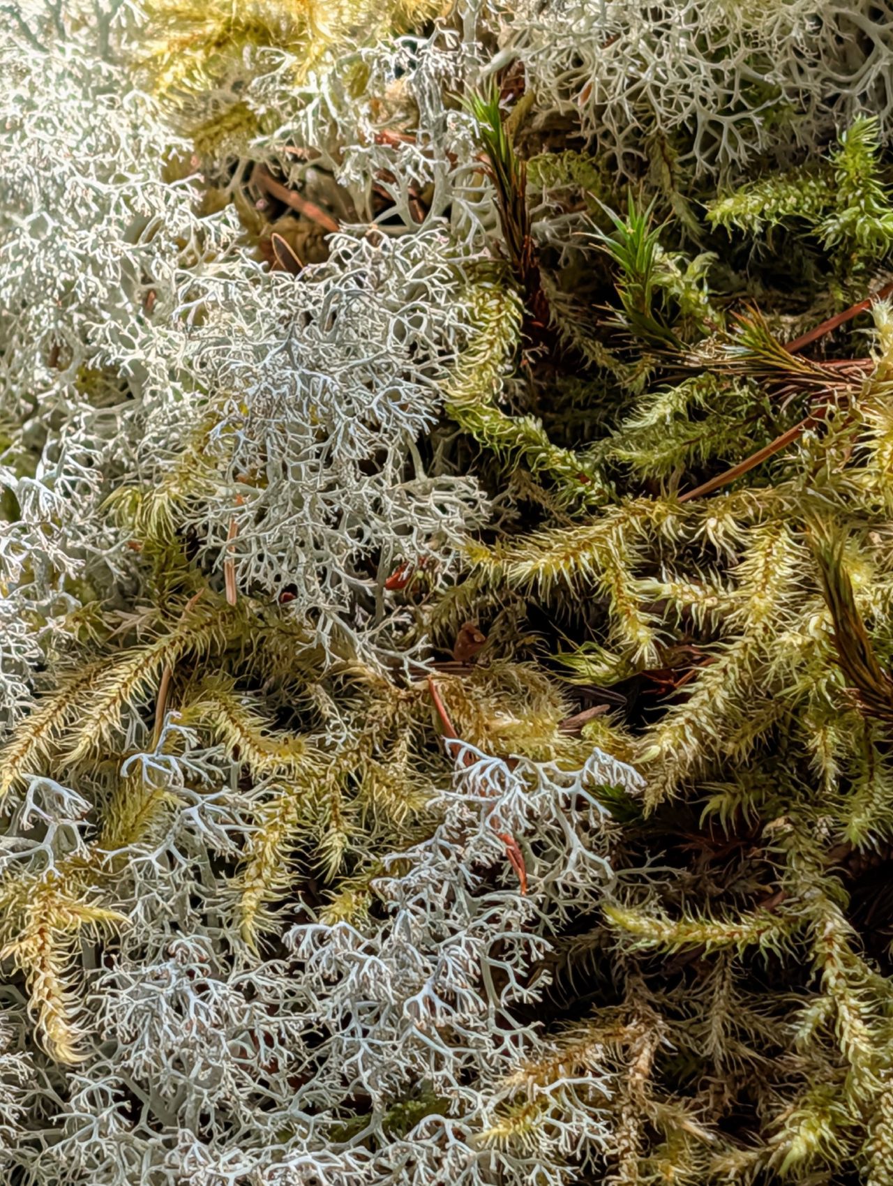 Close-up of white reindeer lichen and green moss on the forest floor