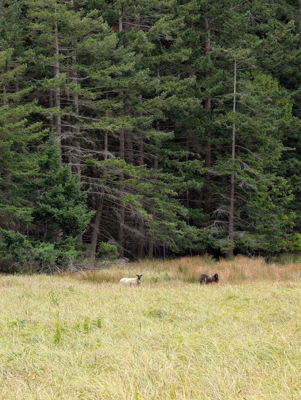 Free-roaming sheep grazing in a meadow at the forest edge