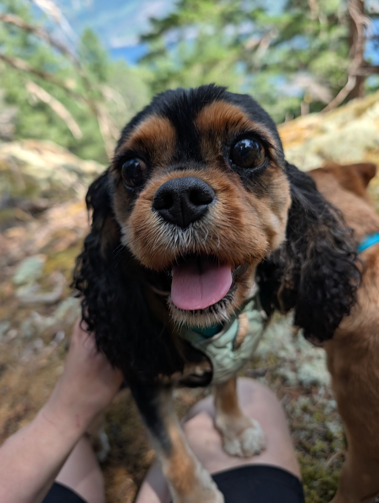 51% 37% Close-up of a friendly black-and-tan spaniel on the trail