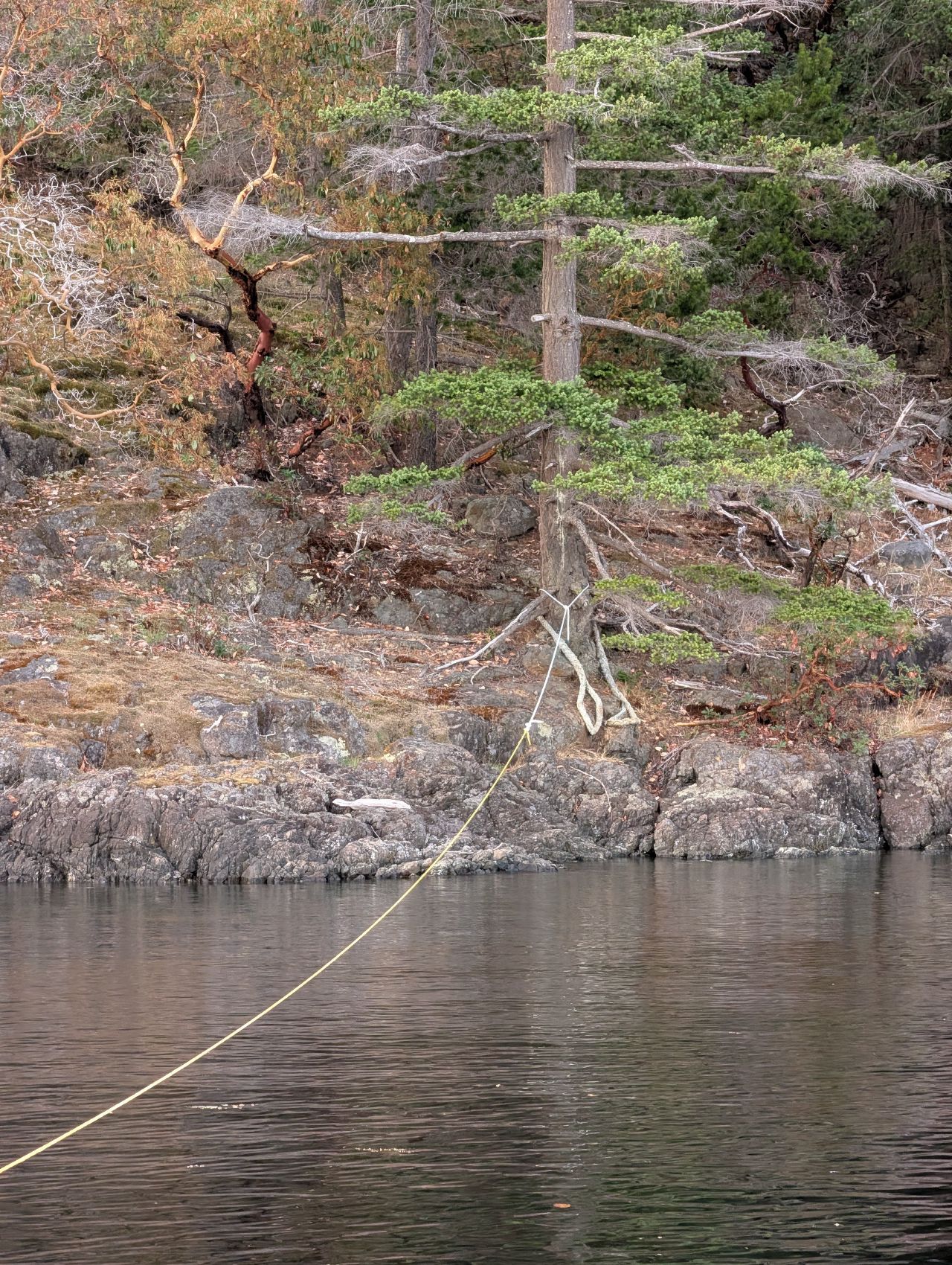 A yellow stern-tie line running from the boat to a tree on shore