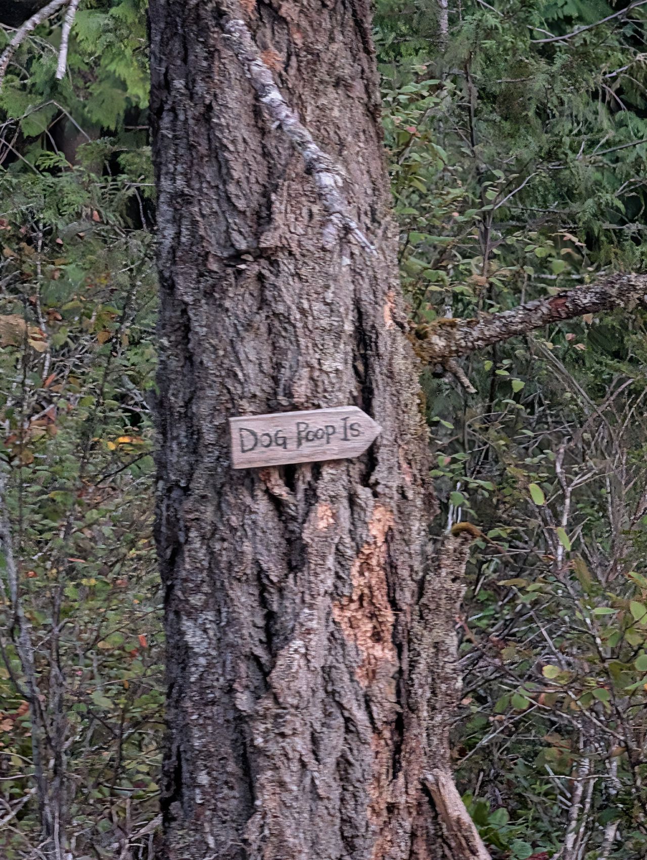 A hand-carved ‘Dog Poop’ sign nailed to a tree on the trail